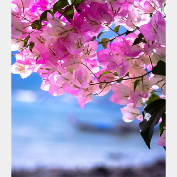 flowerblossoms danielchodusov Thumbnail