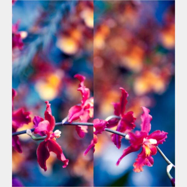 danielchodusov blossoms2 Thumbnail