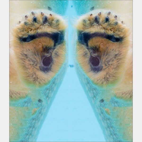 paws polarbear Thumbnail