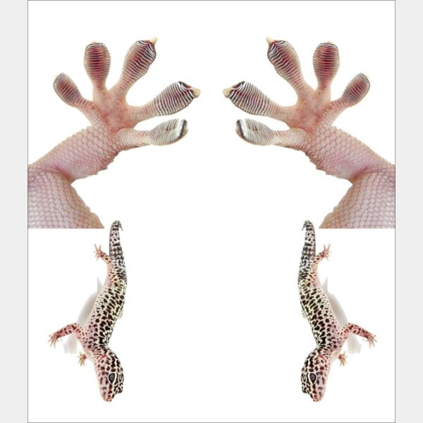 paws gecko Thumbnail