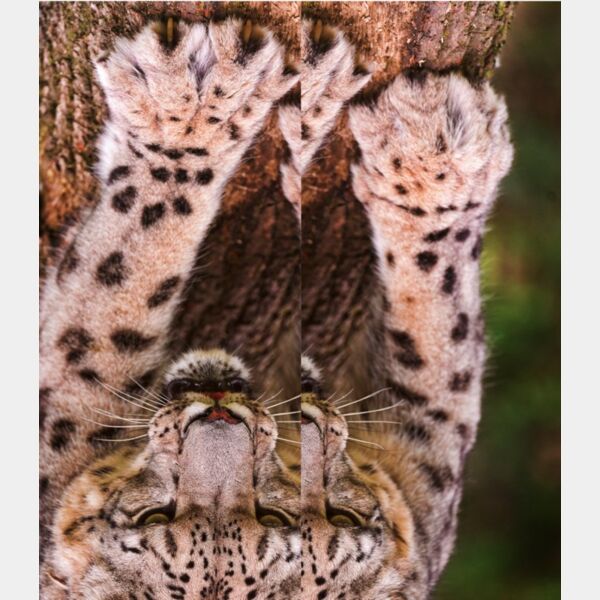 paws snowleopard tambako 2 Thumbnail