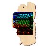 Lake Tahoe Ornament Thumbnail